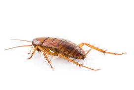 The Cockroach Test